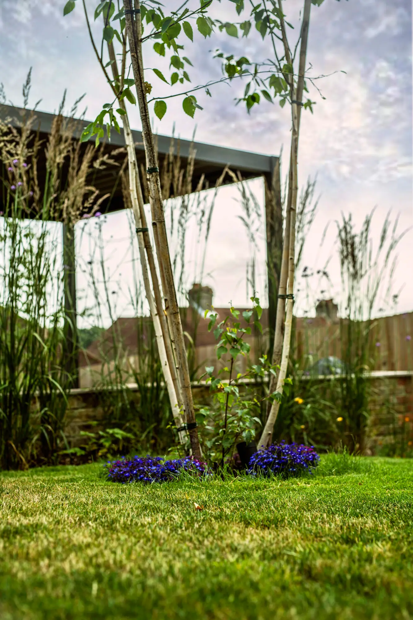 A multi-stem birch on the lower lawn, blue muscari planted in a circle at its foot, the pergola beyond