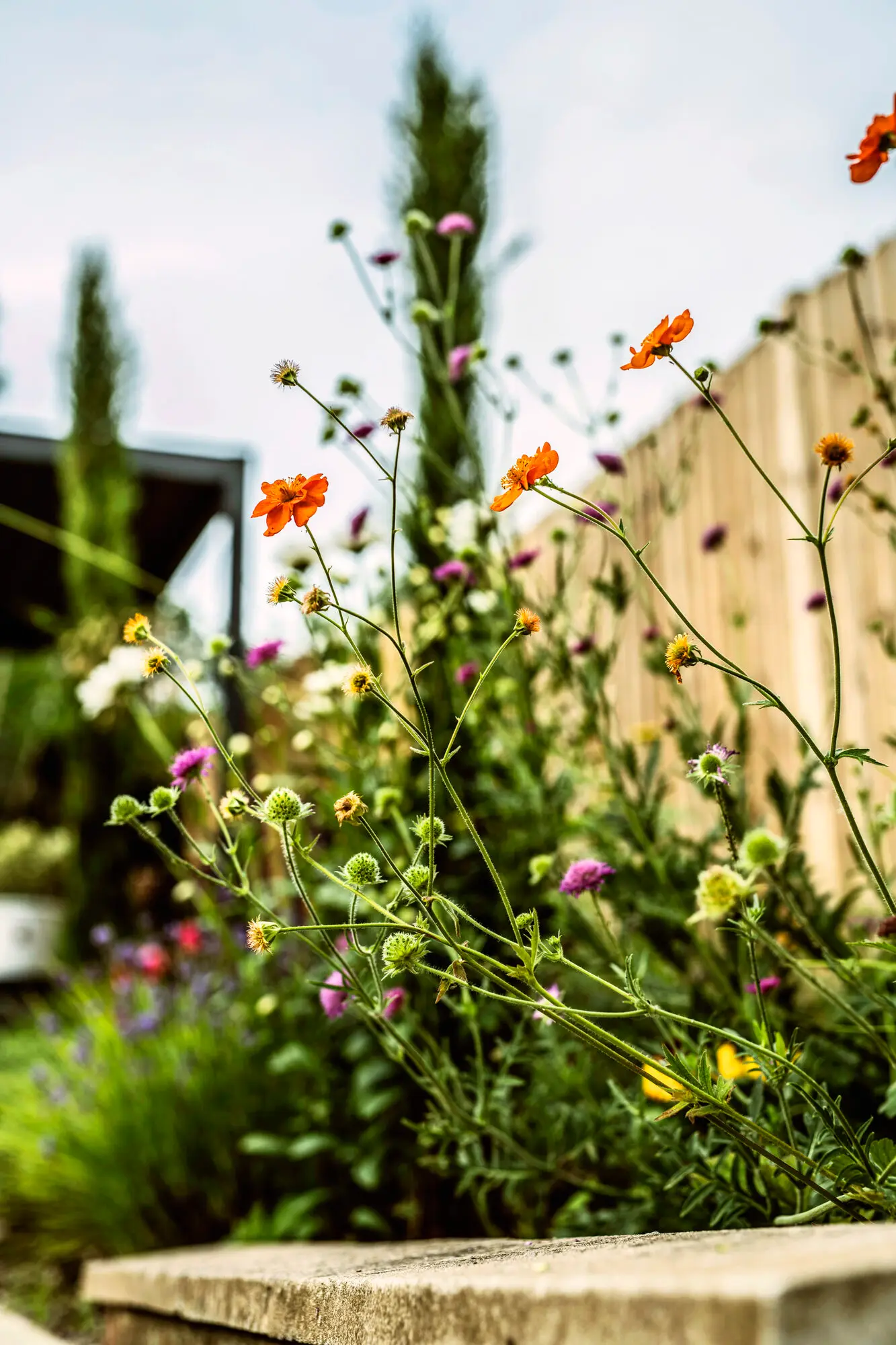 Orange and purple perennials flowering against the timber fence at the edge of the terrace
