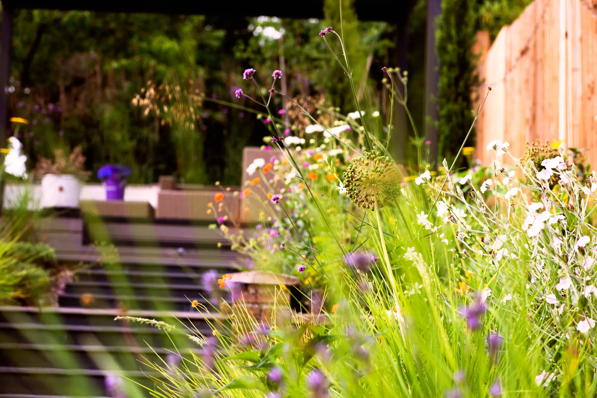 The terrace seating seen through white and orange wildflowers, with the timber fence behind