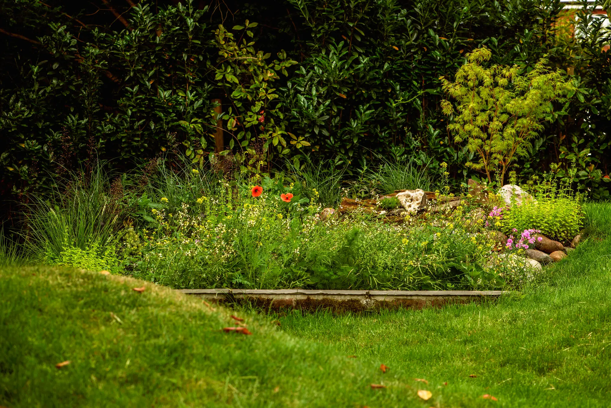 The wildflower bed cut into the upper lawn, with red poppies and boulders among the planting