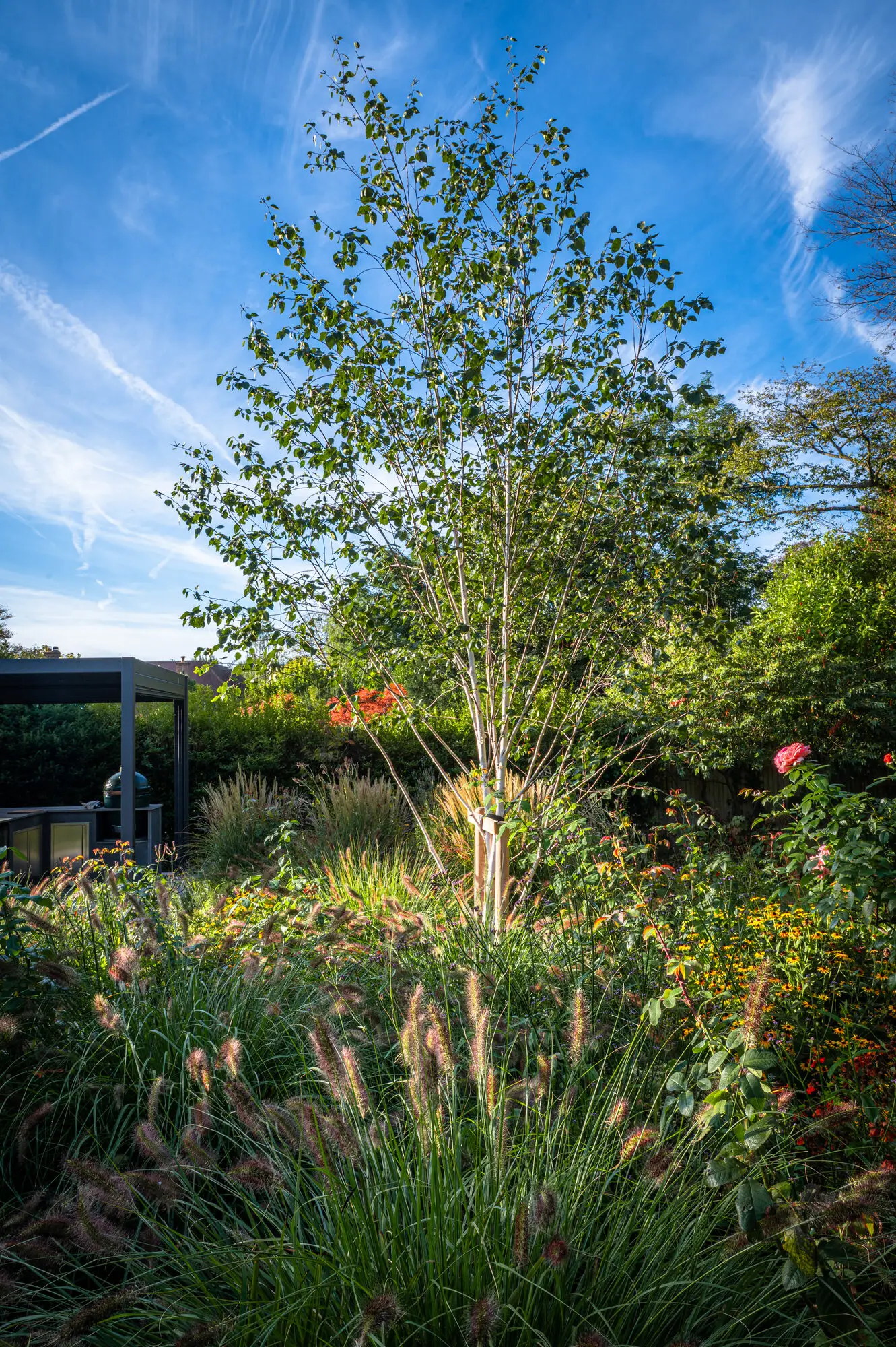 A multi-stem Himalayan birch rising from the borders against a blue sky