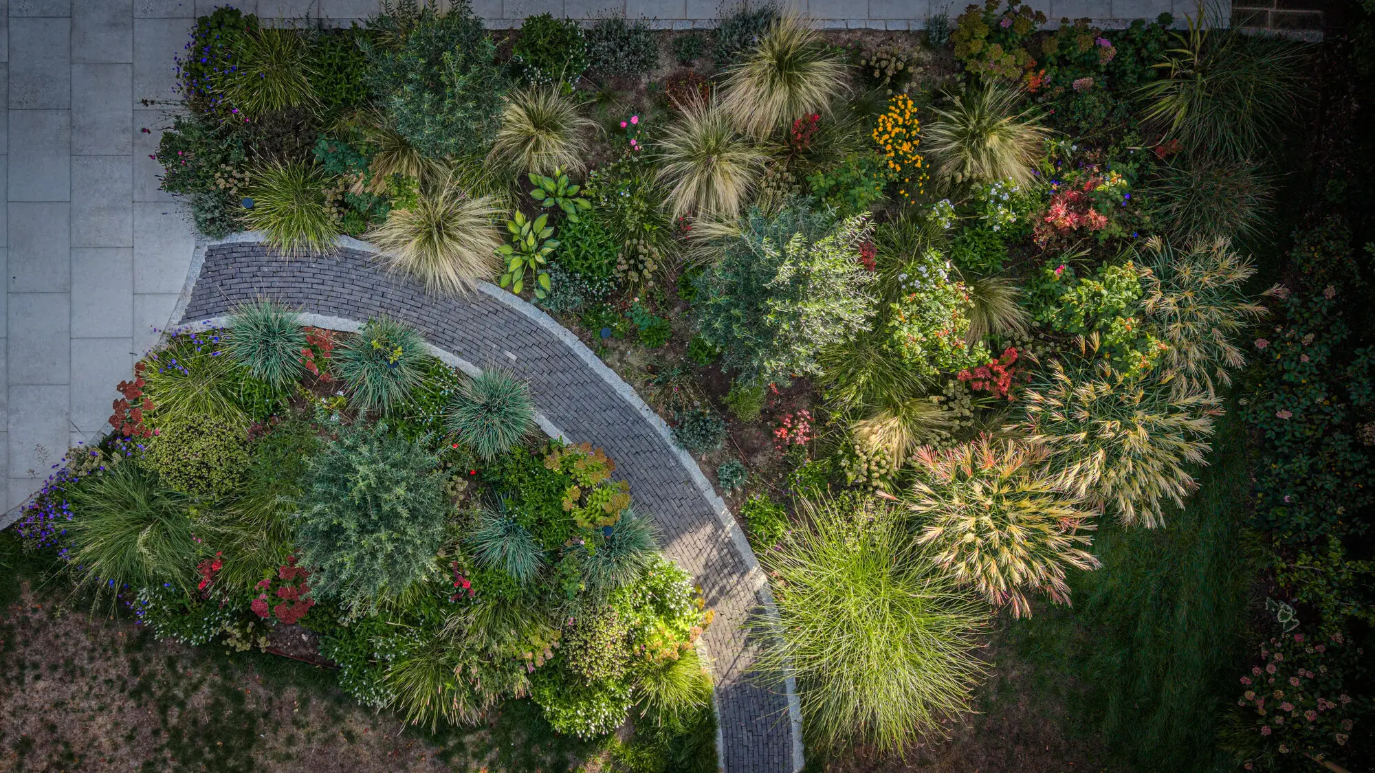 The borders from above: ornamental grasses, sedum, roses and flowering perennials on both sides of the curving brick path