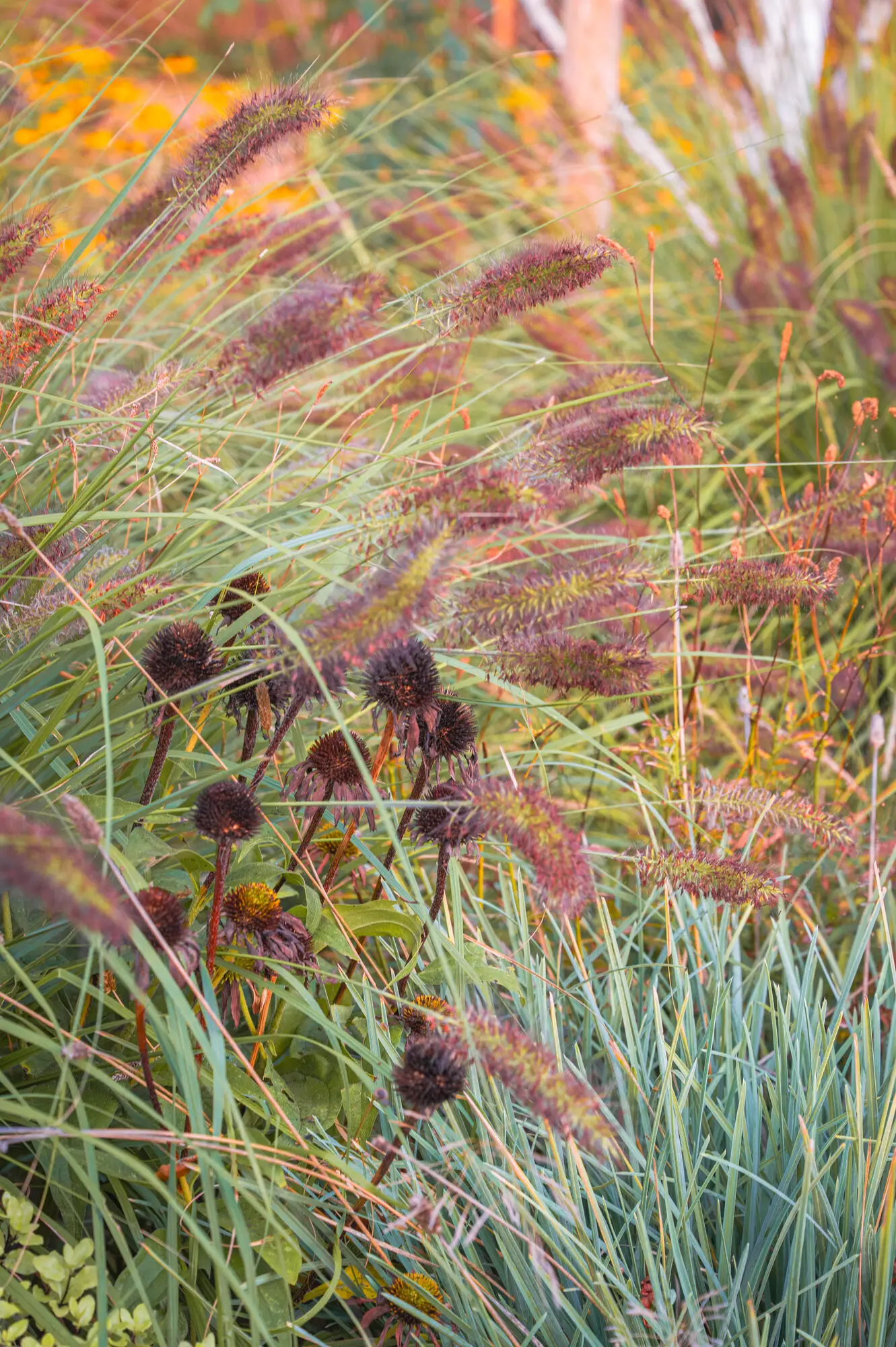 Fountain grass and blue grasses with dark seedheads in low sun
