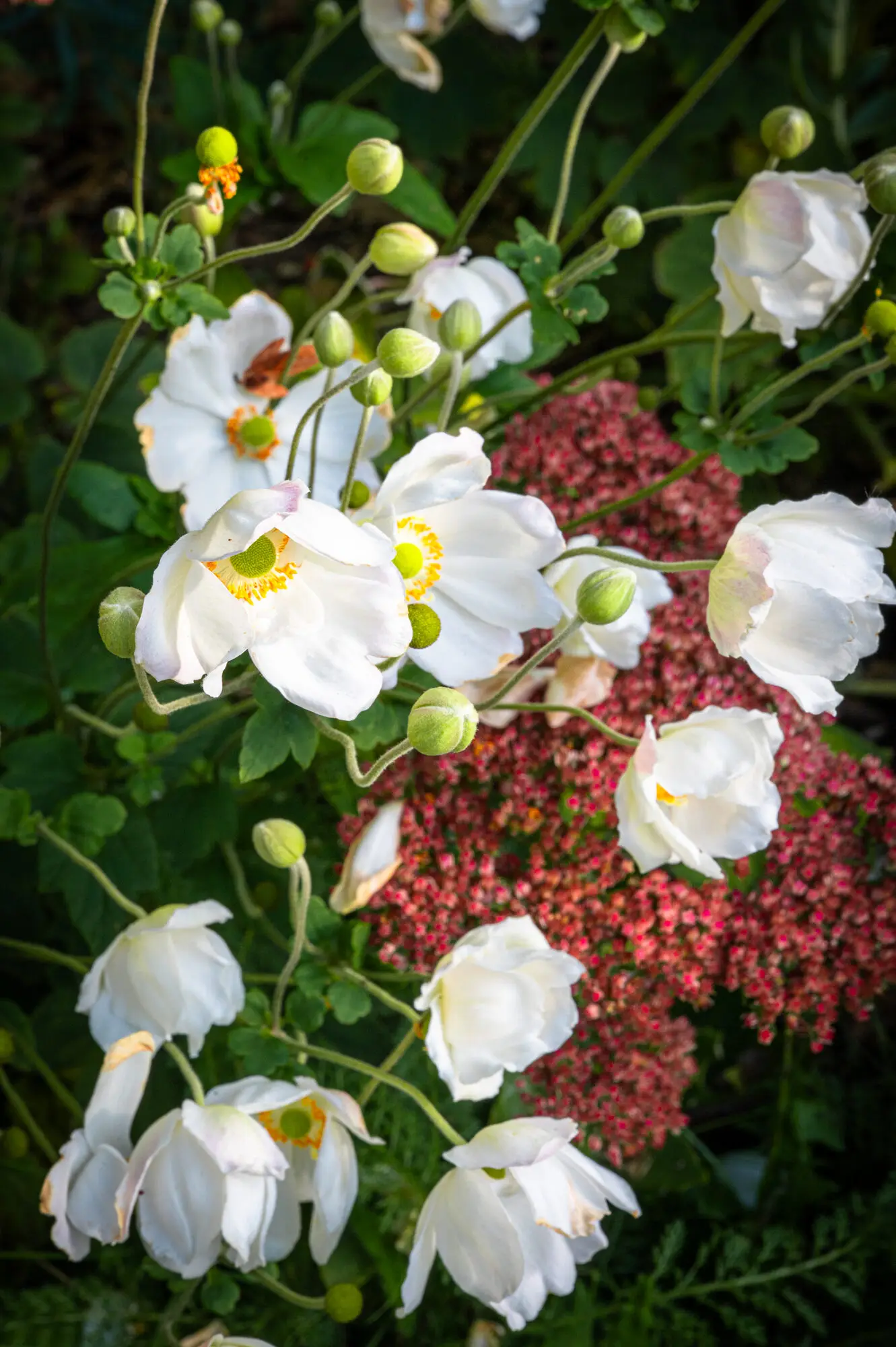 White Japanese anemones above pink sedum