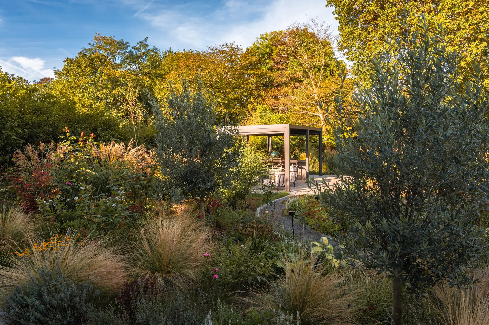 Olive trees and ornamental grasses in autumn light, with the pergola beyond them