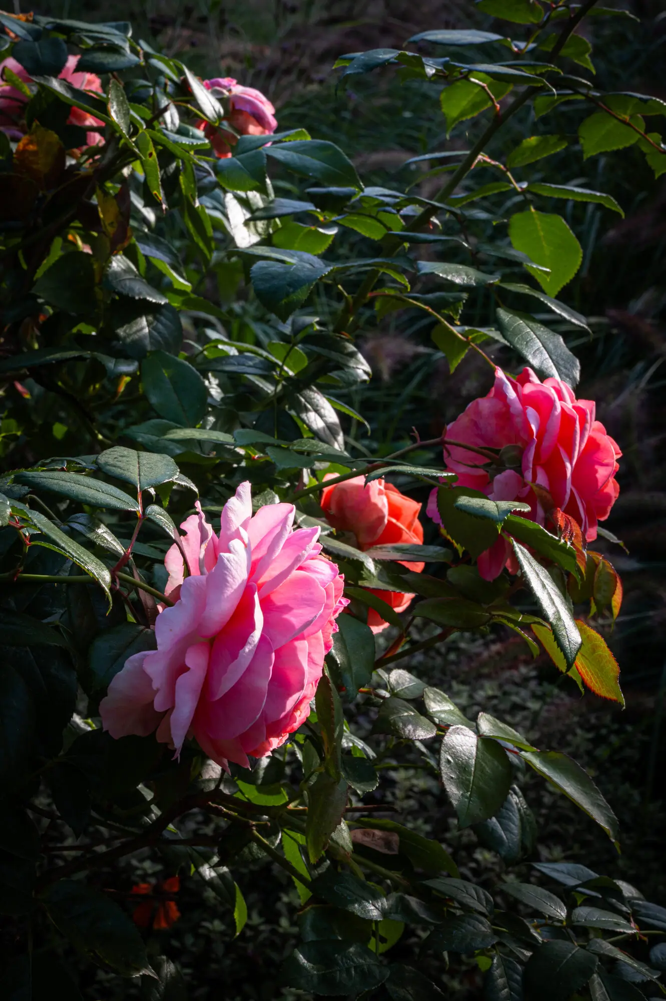 Pink roses among dark glossy leaves
