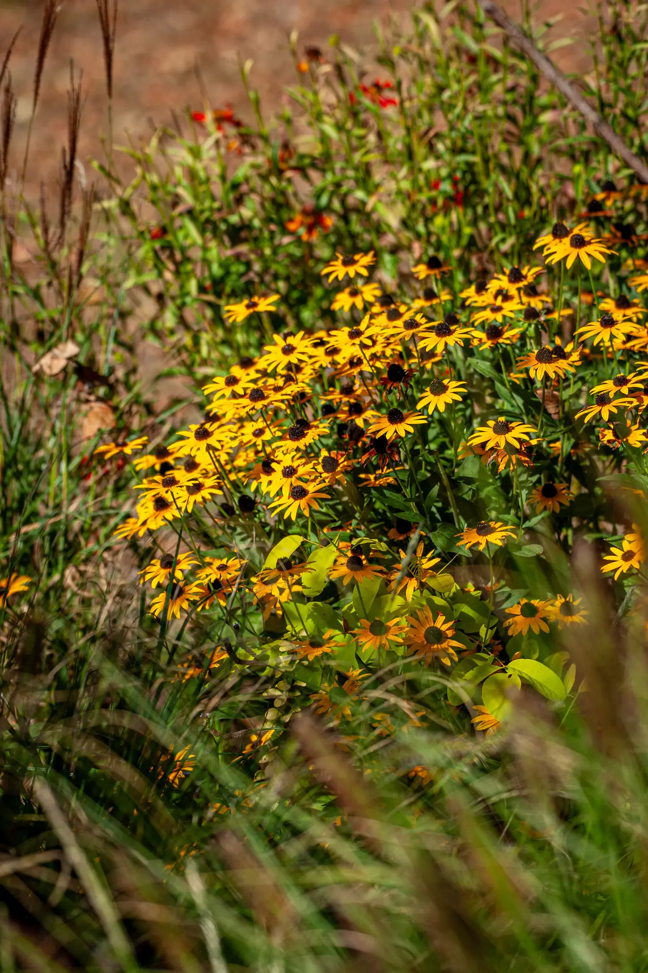 Rudbeckia flowering among grasses in late summer