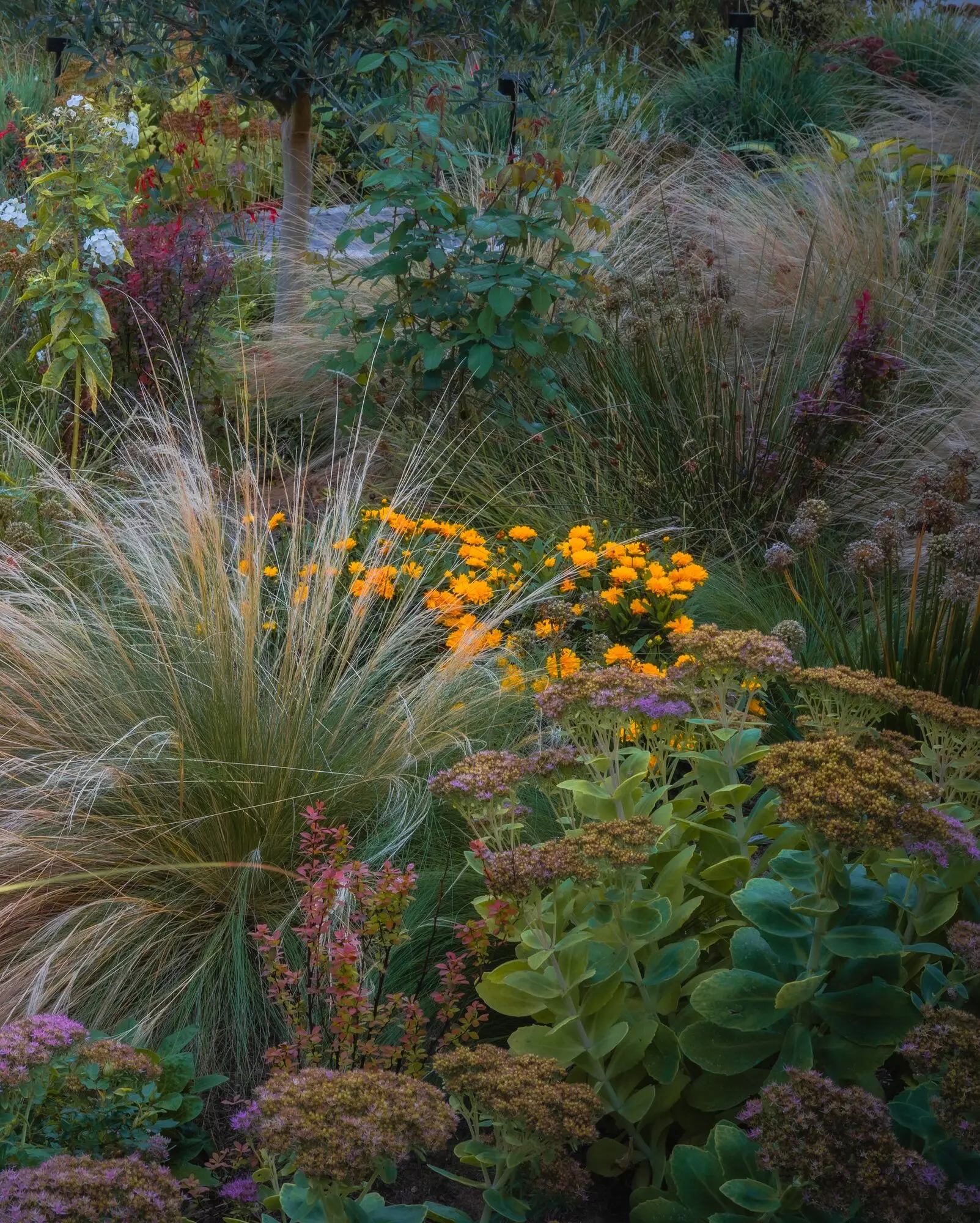 Stipa, rudbeckia and sedum layered in the border