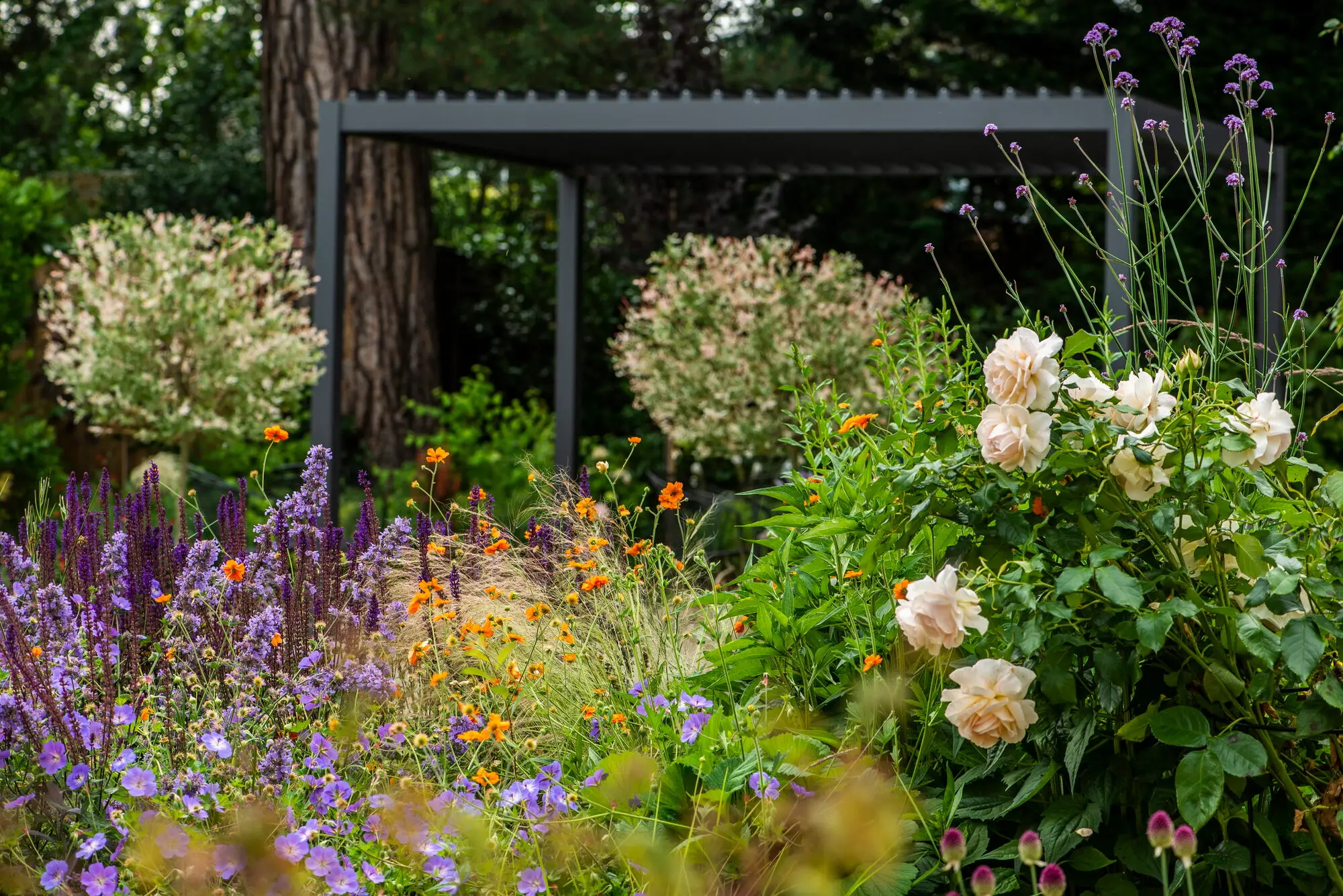 The steel pergola behind white roses, purple salvias and orange geums, framed by two standard harlequin willows under the pine