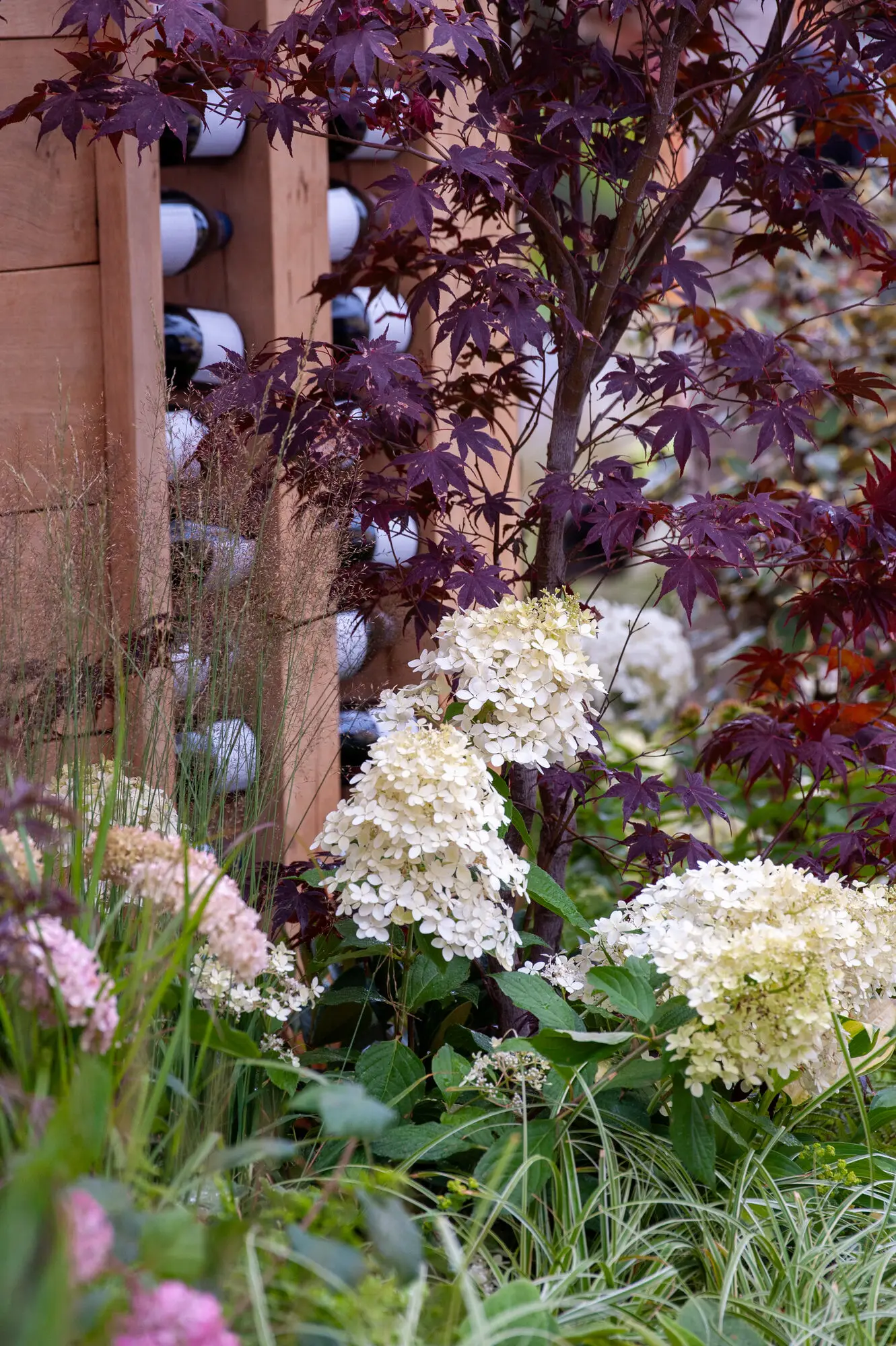 Dark-leaved Acer with white hydrangeas, ornamental grasses and layered garden planting