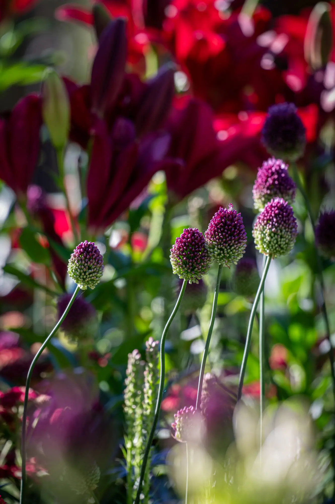 Allium heads and red lilies layered above silver eryngium and grasses