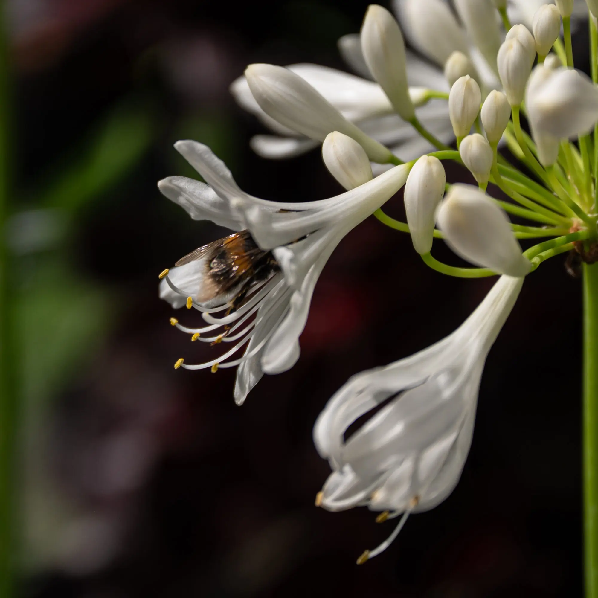 A bee feeding on a white agapanthus flower in the ILLUSION 2050 planting