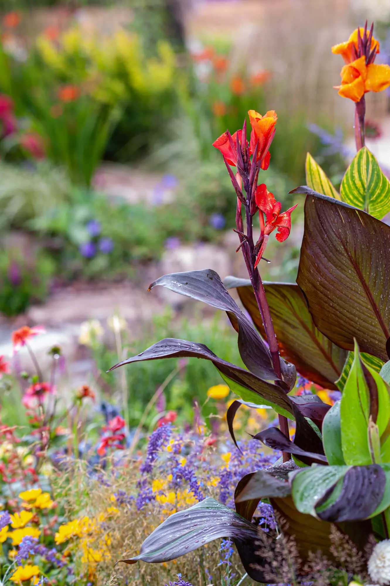 Canna flowers with dramatic dark foliage surrounded by colourful summer planting