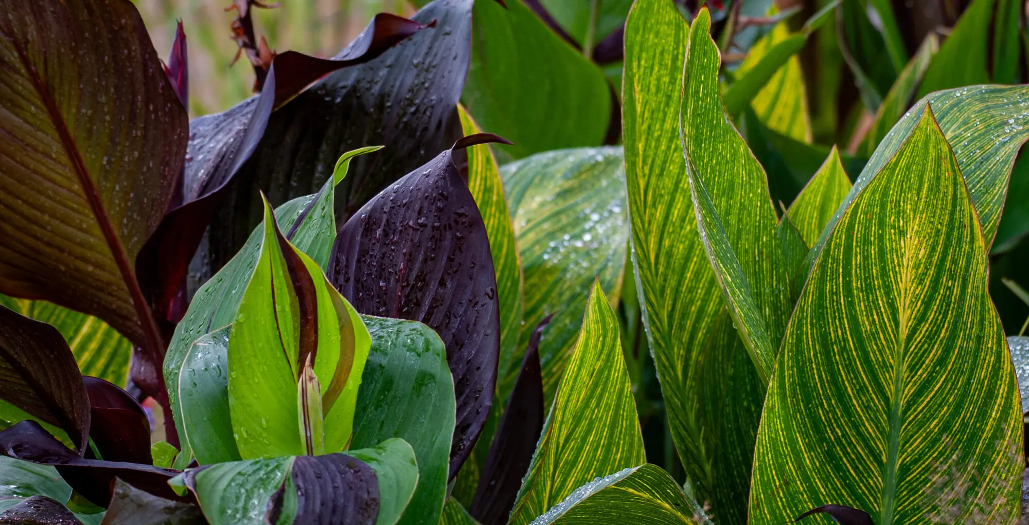 Contrasting green striped and dark Canna foliage showing texture and colour in the planting design