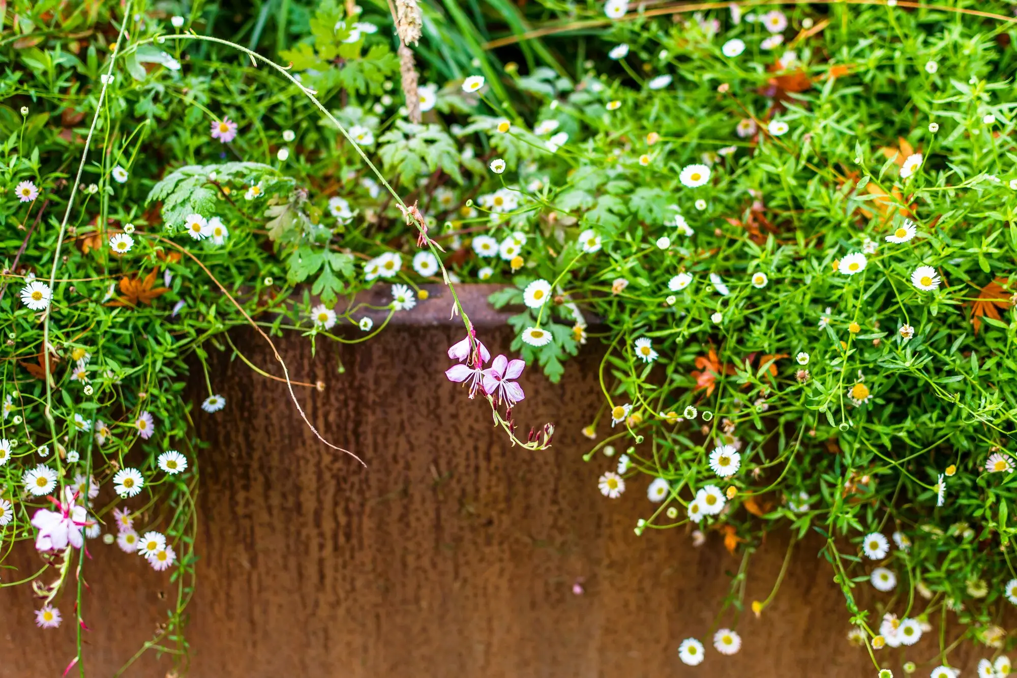 Erigeron daisies spilling over the top of a corten steel retaining wall