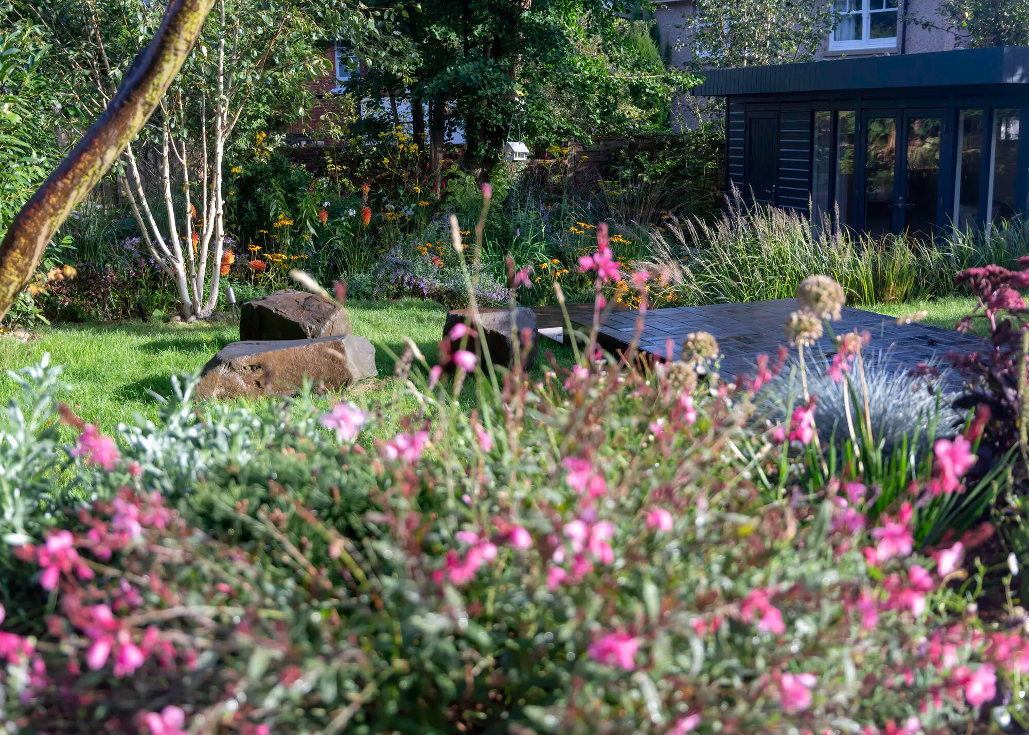 Pink gaura and blue fescue in the foreground, boulders on the lawn, white-stemmed birches and the dark garden room behind