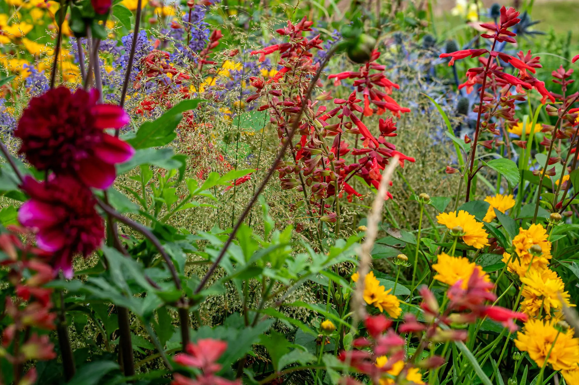 Layered red, yellow and purple summer planting in the 100 Sweet Summers show garden