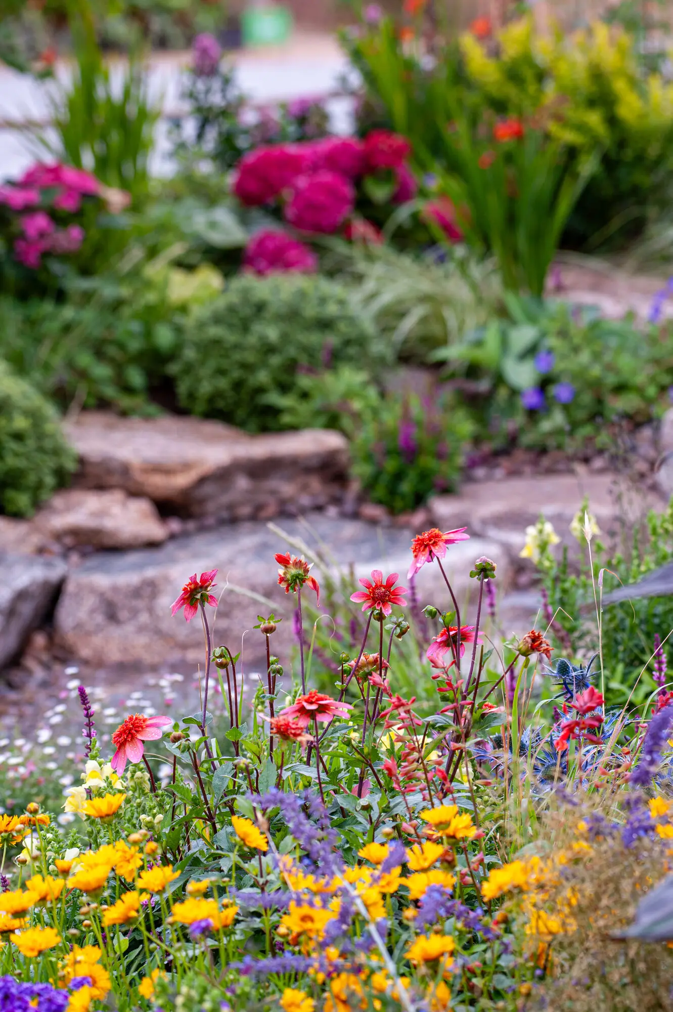 Colourful layered summer planting beside the water in the 100 Sweet Summers show garden