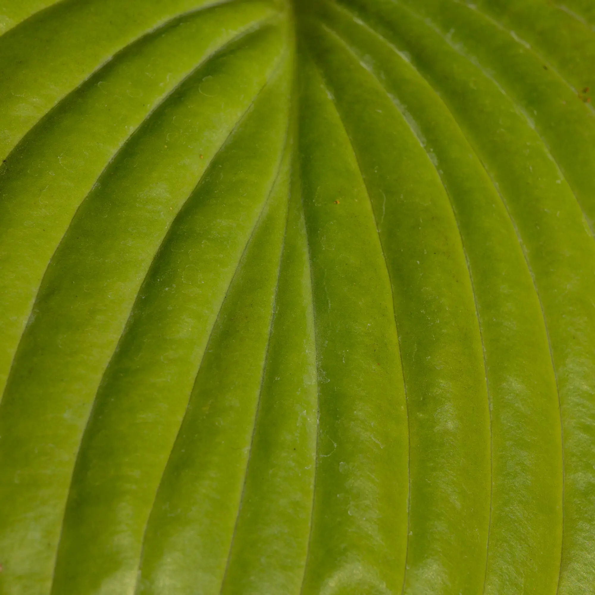 A single backlit hosta leaf, its ribs picked out by the sun