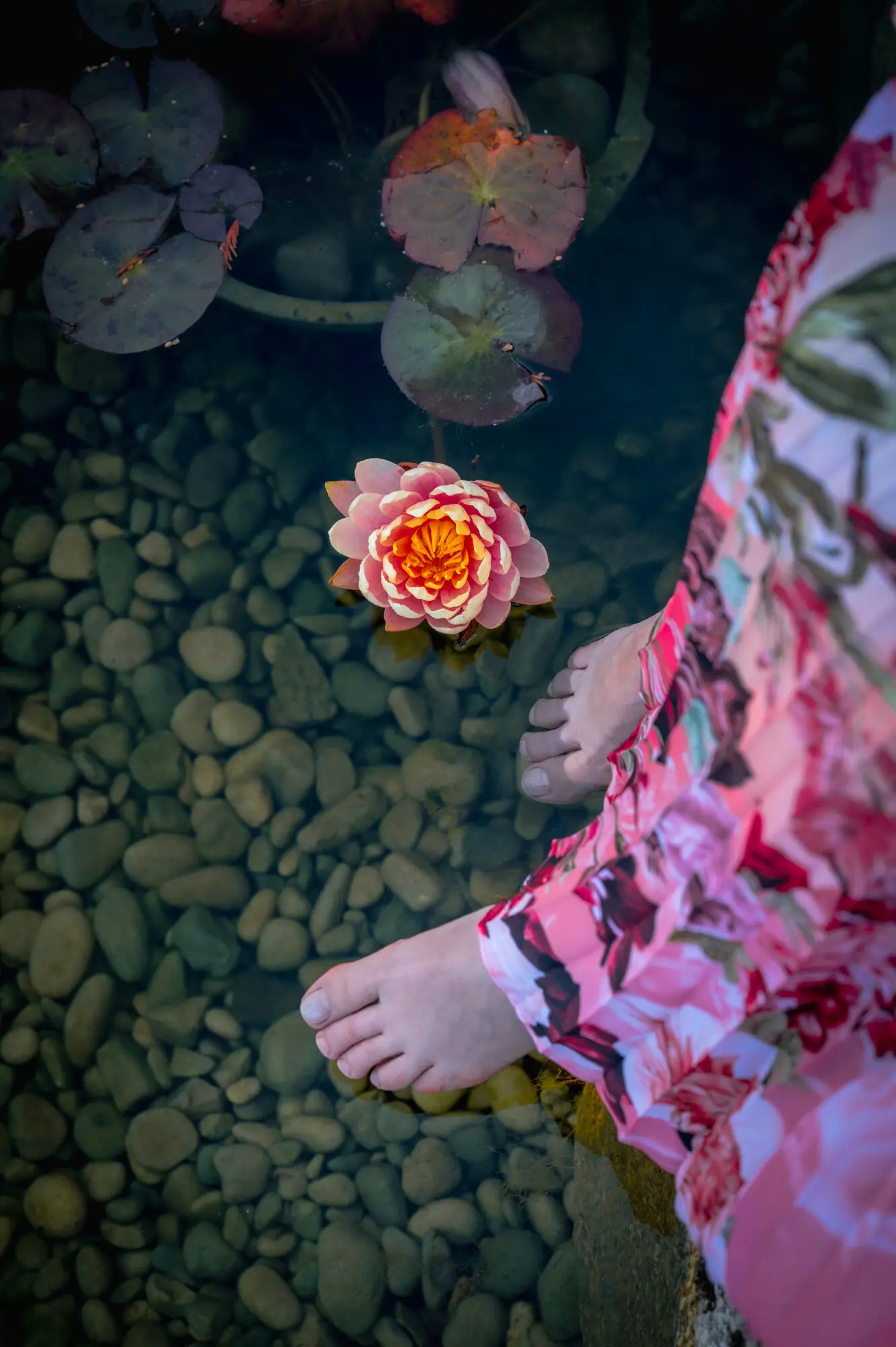 Kitti Kovacs's bare feet on the pebbles of the shallow pond beside a pink water lily, seen from above