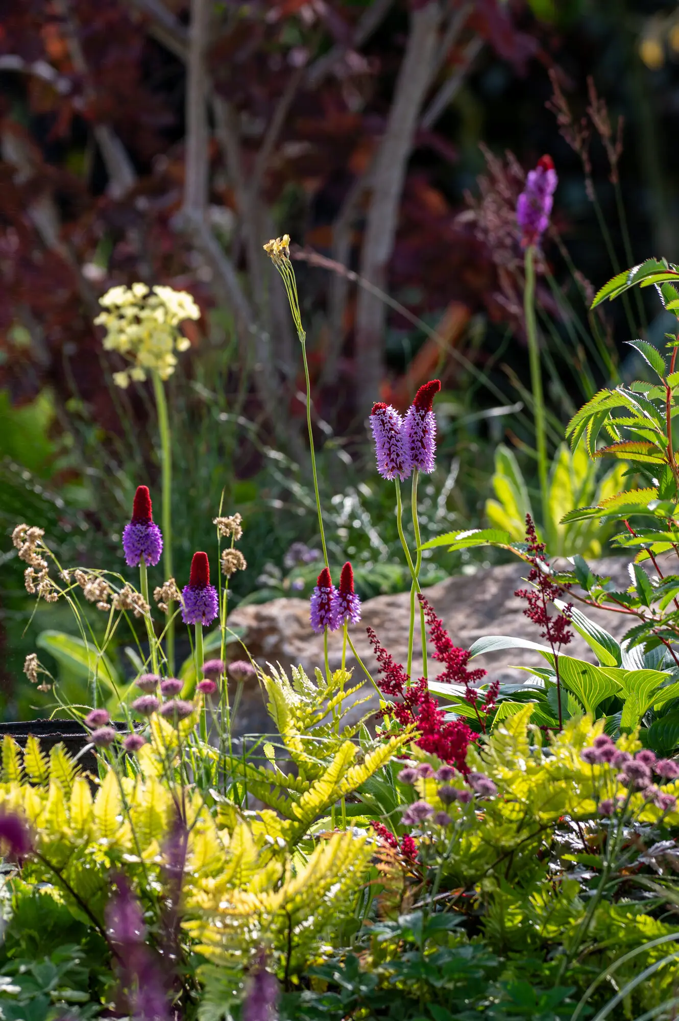 Golden ferns, candelabra primulas and astilbe layered together in the planting of the Reflective Retreat