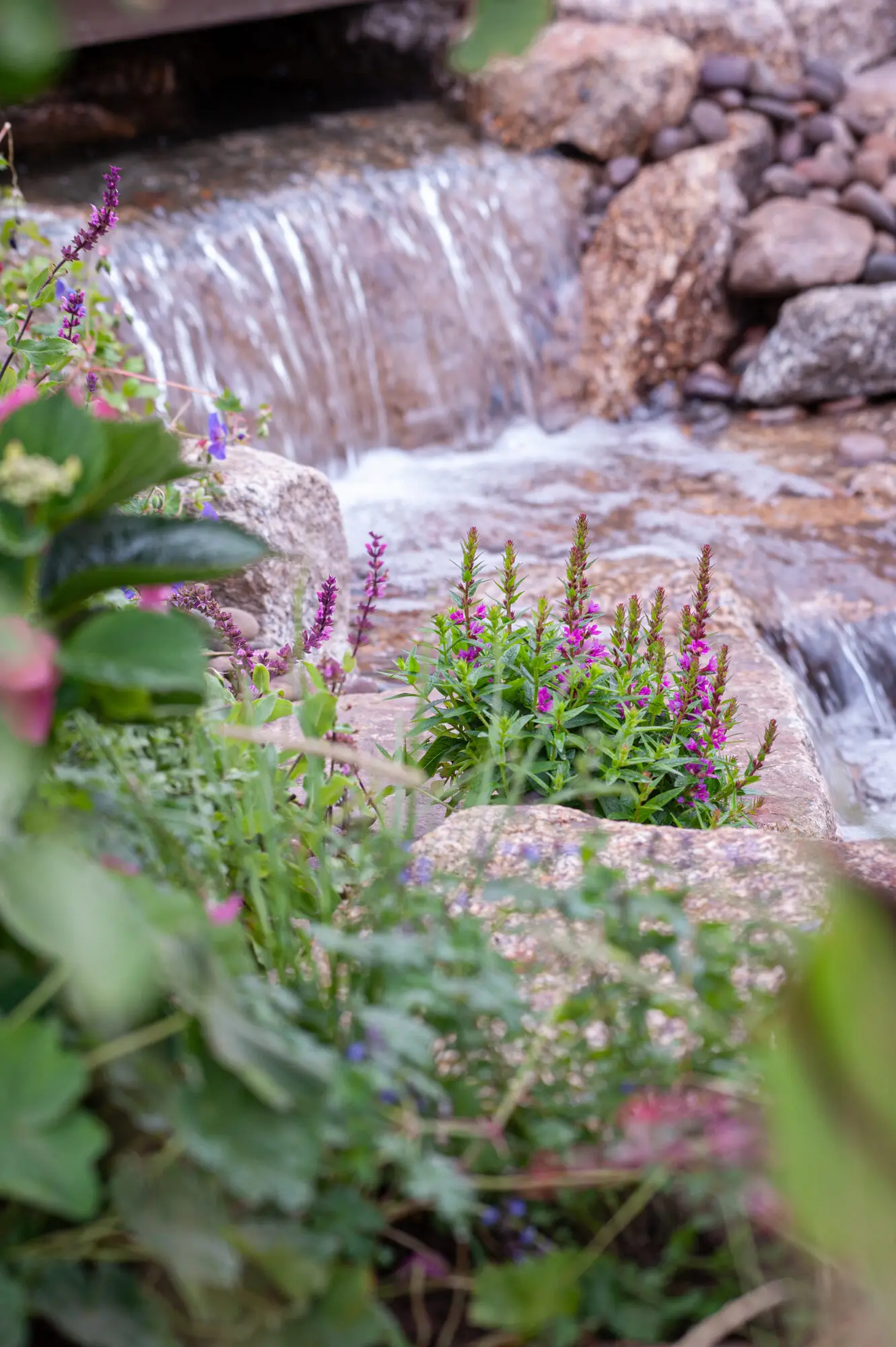 Close-up of the naturalistic waterfall flowing through rocks and flowering planting in 100 Sweet Summers