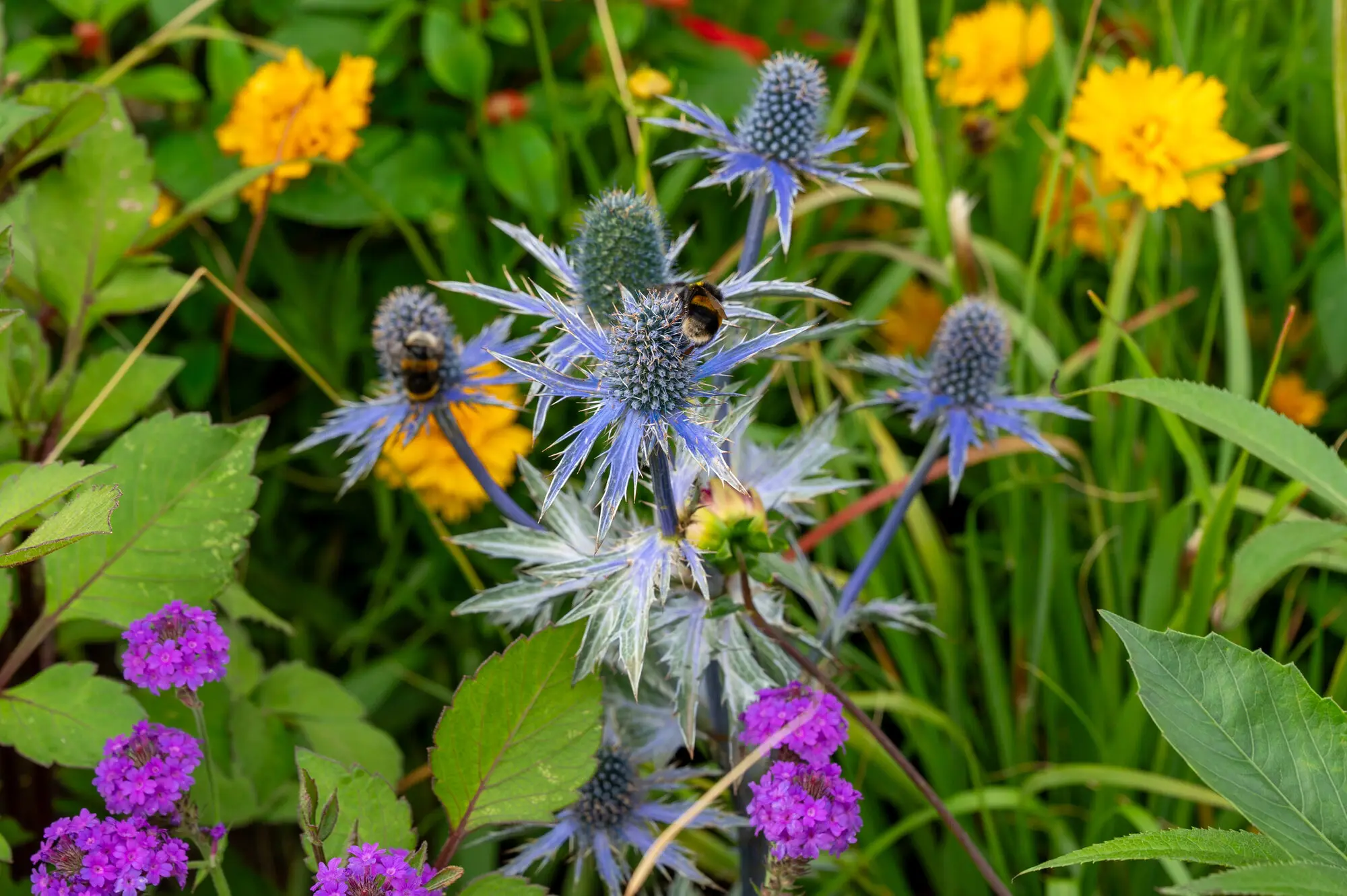 Bumblebees feeding on Eryngium within the pollinator-friendly planting of 100 Sweet Summers