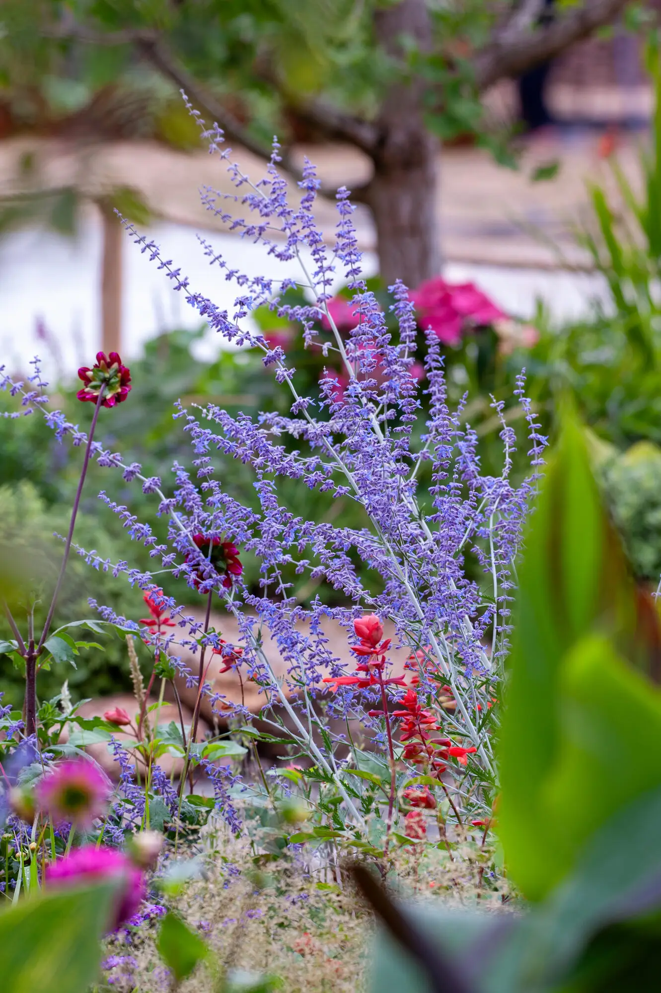 Airy purple flowering perennials layered with dahlias and colourful summer planting