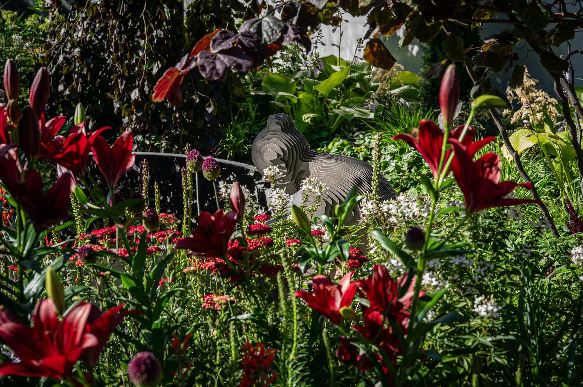 Deep red lilies rising through grasses, achillea and eryngium in the ILLUSION 2050 planting