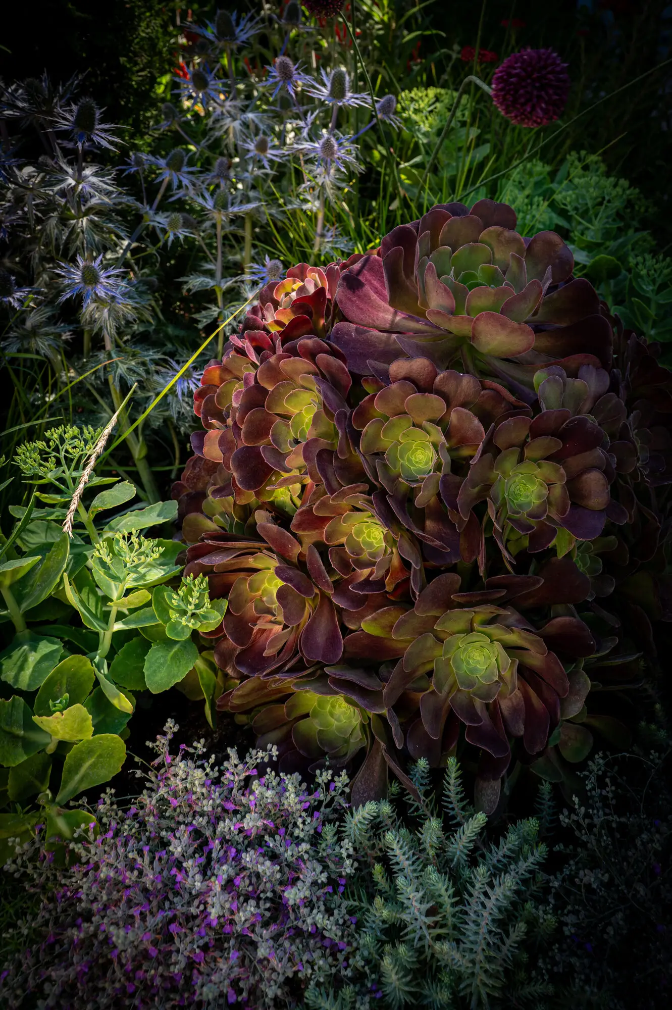 Aeoniums and other succulents planted among thyme and low grasses, chosen for a drier climate