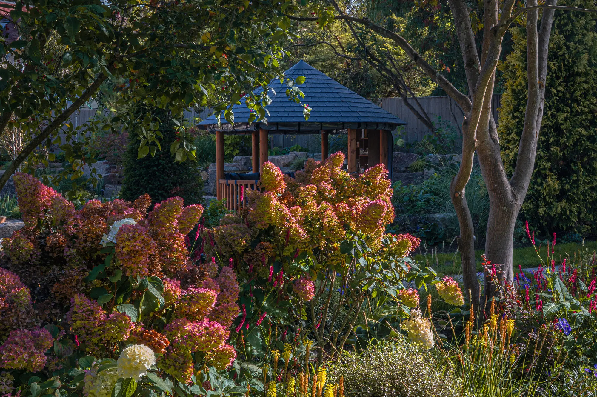 Hydrangea paniculata turning pink in front of the Breeze House