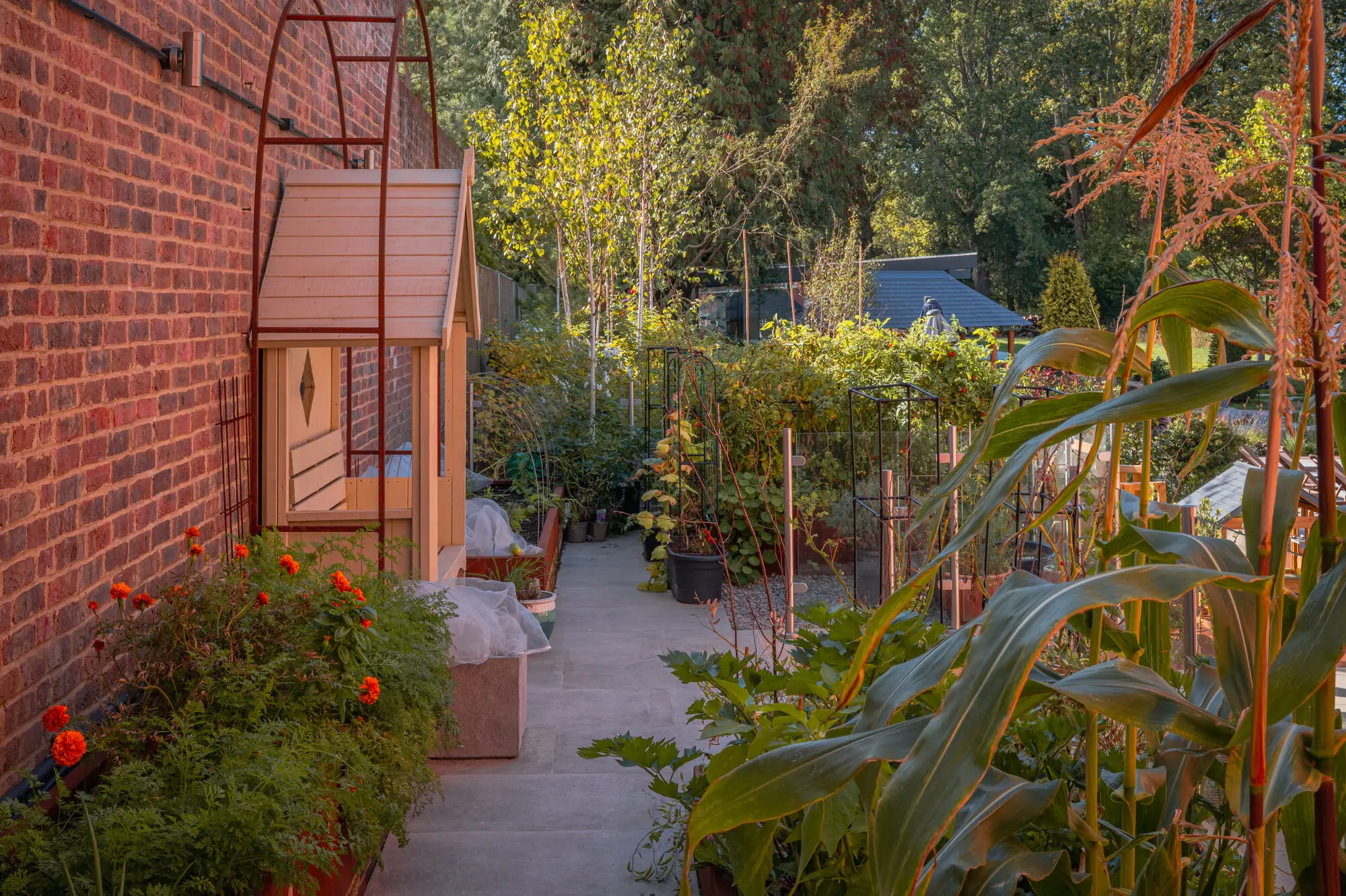 The kitchen garden along the house, with a corten rose arch, raised beds of sweetcorn and dahlias, and the potting shed