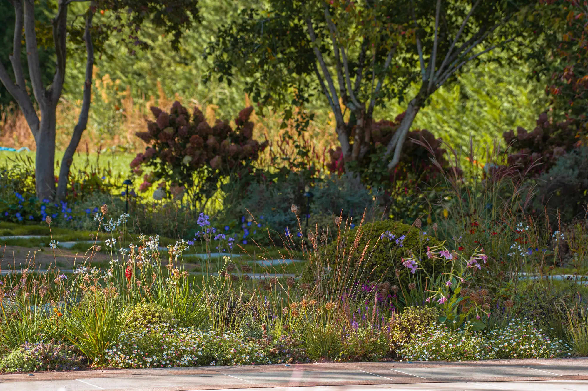 Layered grasses and perennials with hydrangeas under the trees