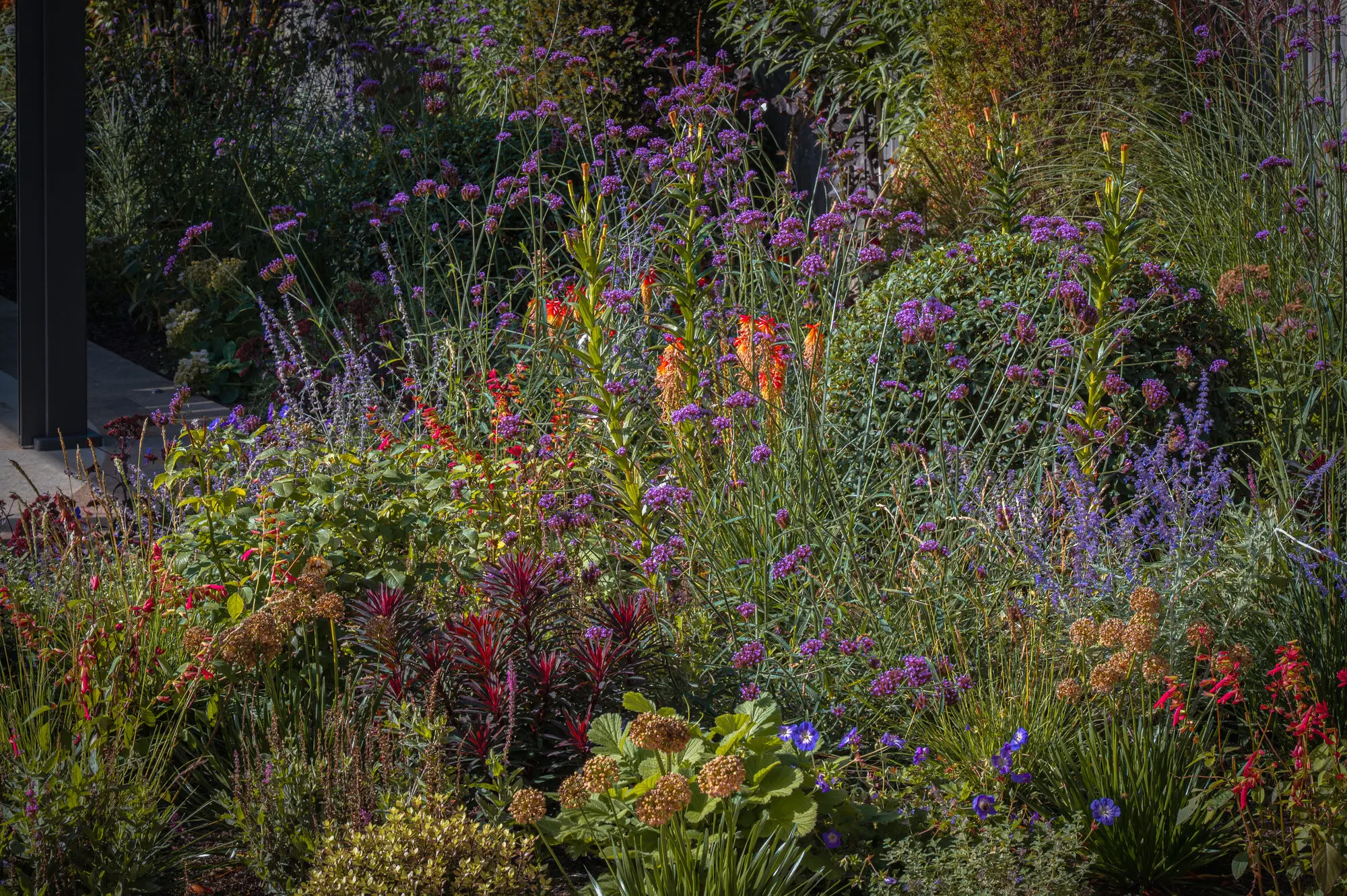 A deep border of verbena, red hot pokers, salvias and grasses