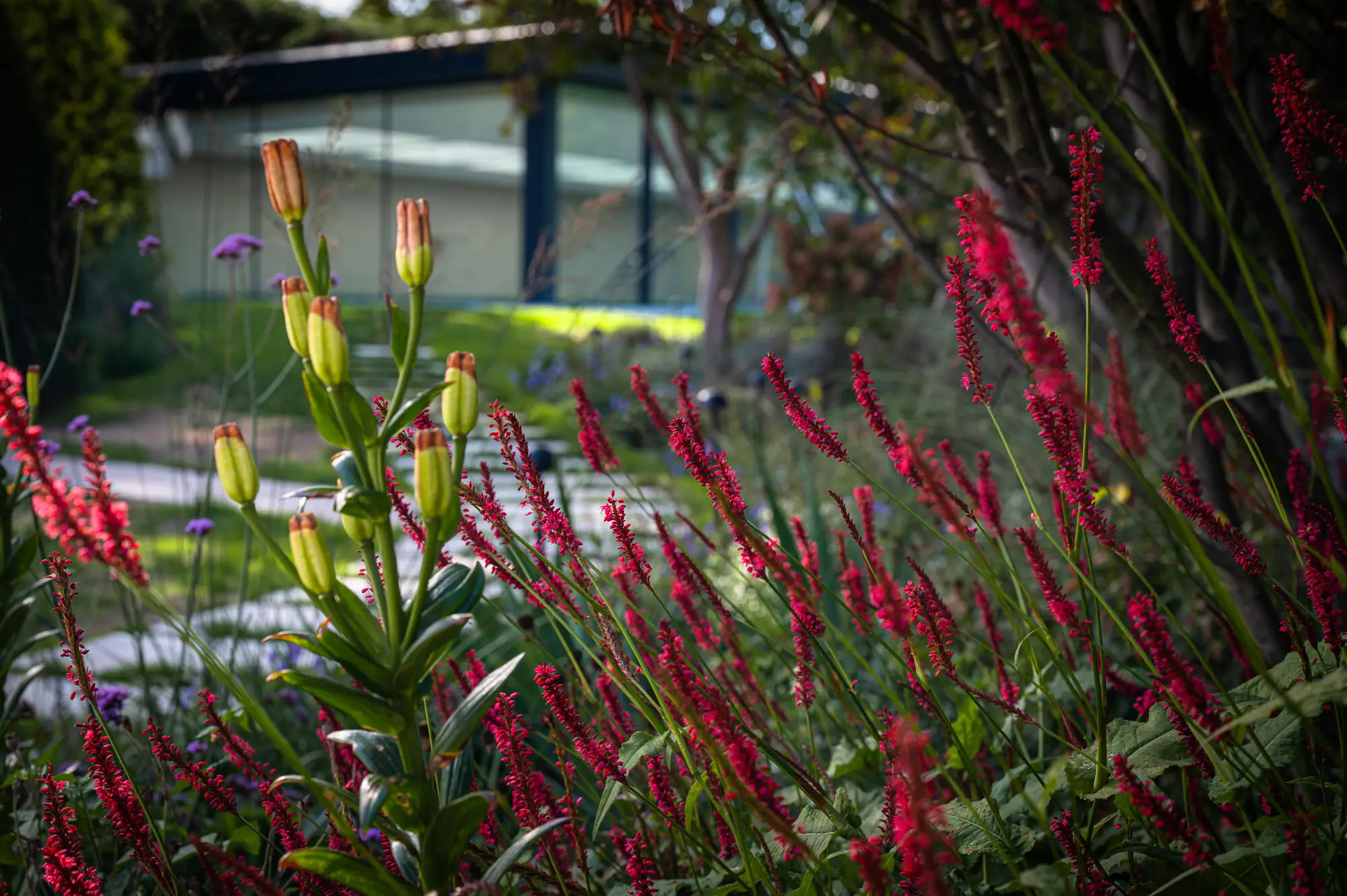 Red persicaria and lilies in front of the glass pool house