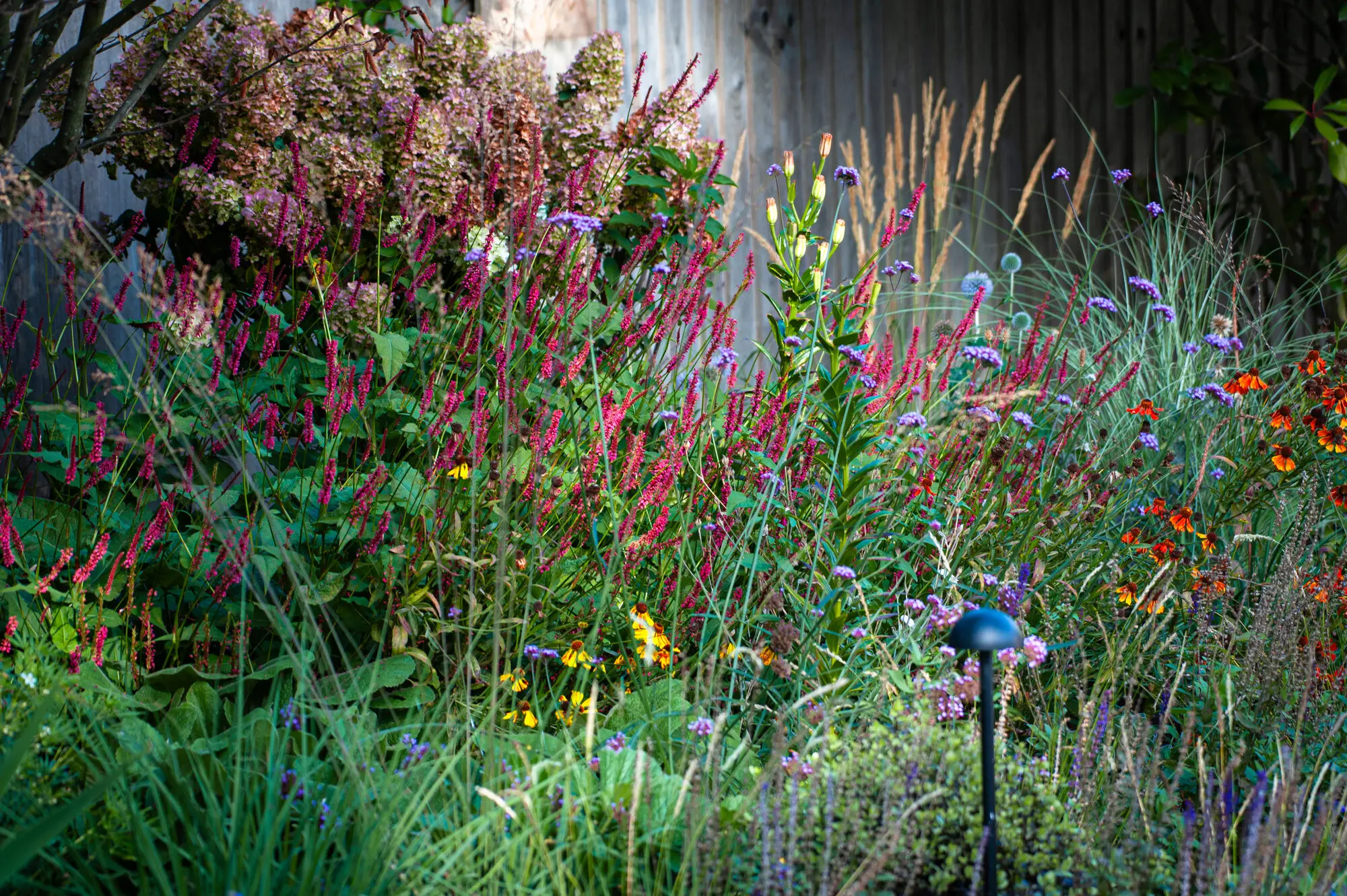 Persicaria, verbena and hydrangeas in low sun, with a garden light among them