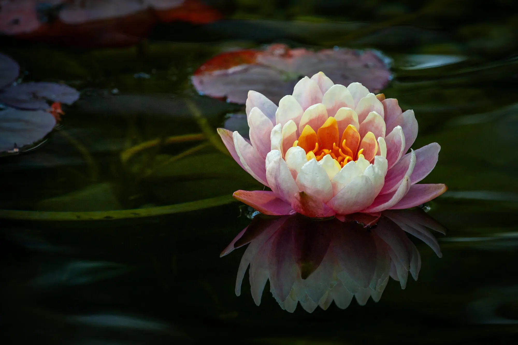 A pink and orange water lily open on the dark water of the pond