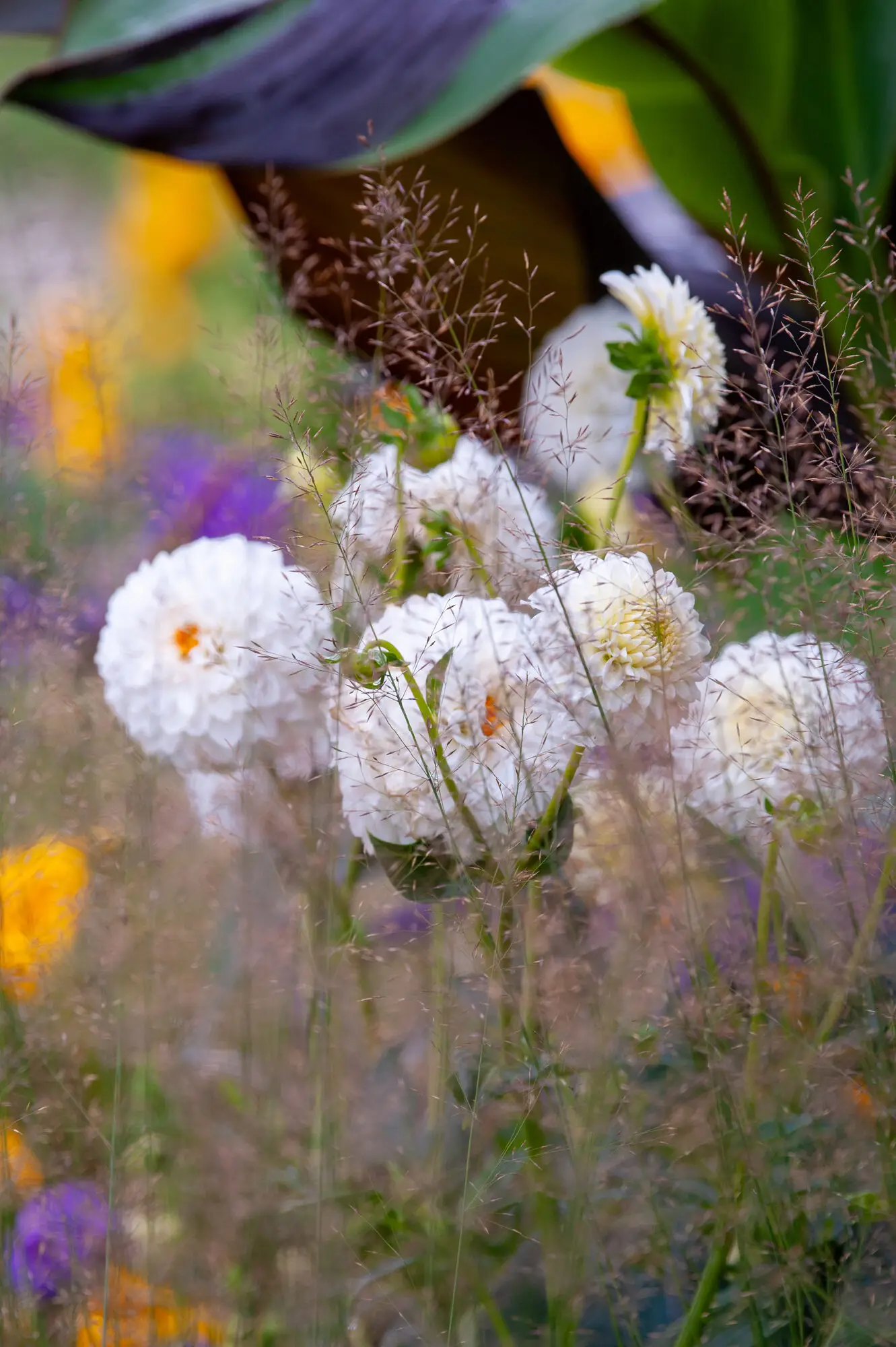 White dahlias emerging through soft ornamental grasses in layered summer planting