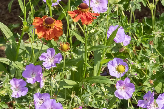 Garden Design | Kitti Kovacs Gardens