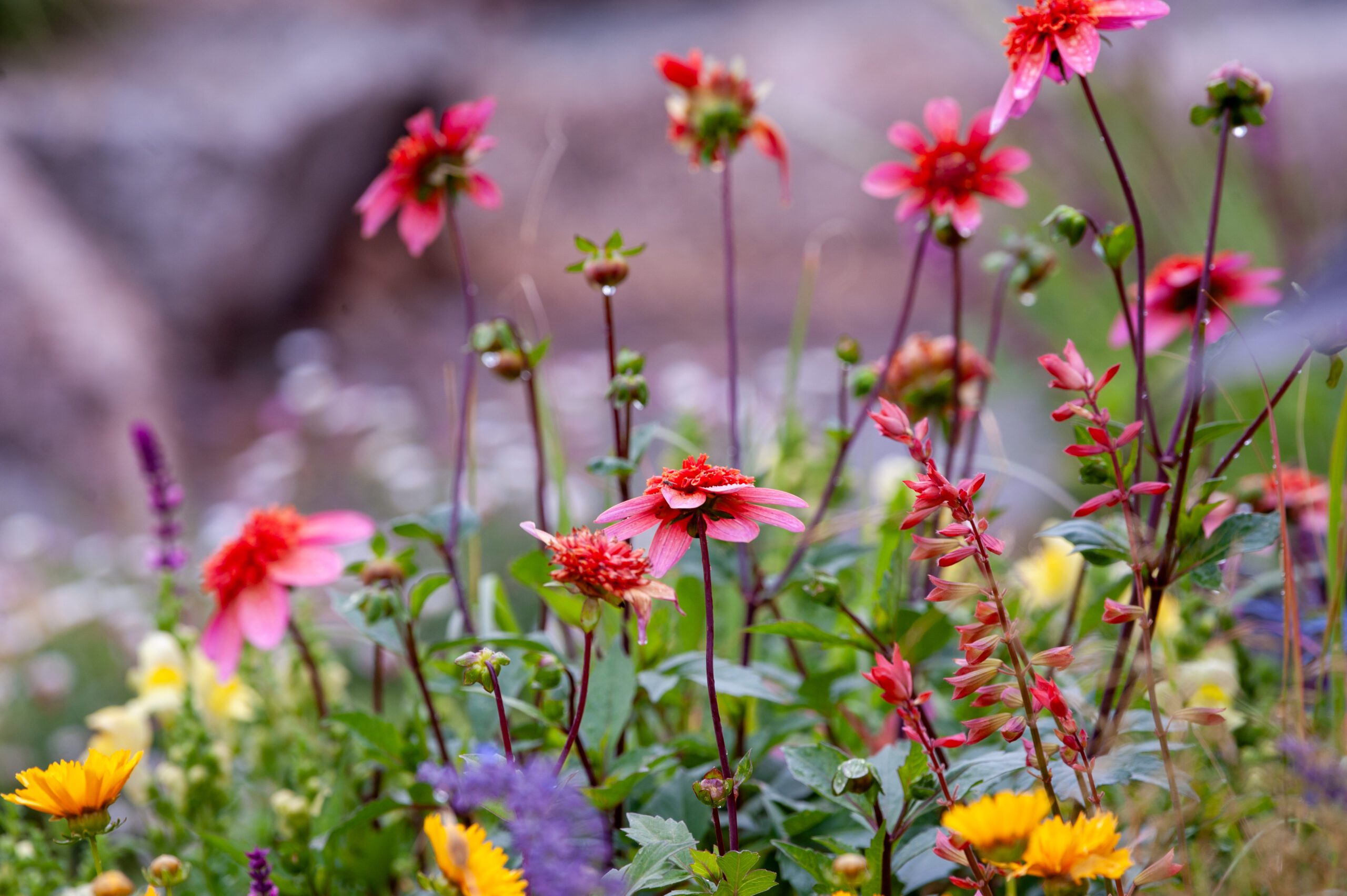 Home | Kitti Kovacs Gardens