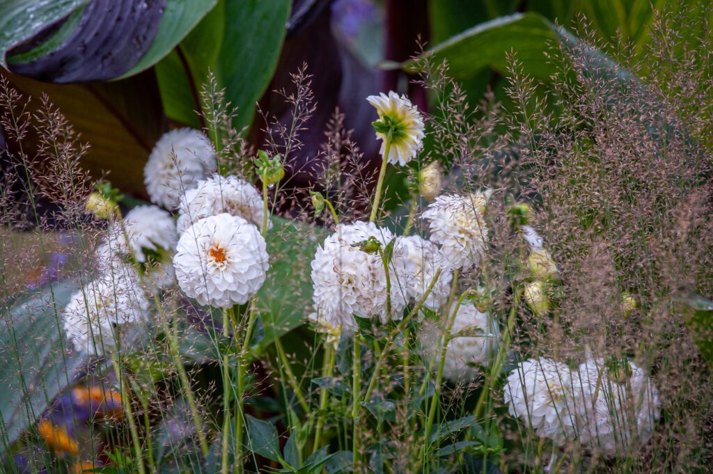 Garden Design | Kitti Kovacs Gardens